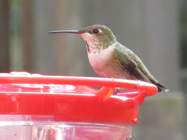 Allegheny Co - Brookline Rufous on feeder - photo by Lori and Diane