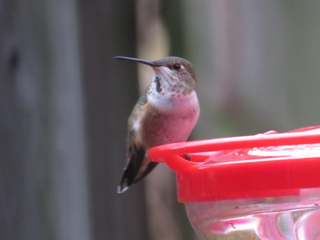 Allegheny Co Rufous on feeder - photo by Lori M