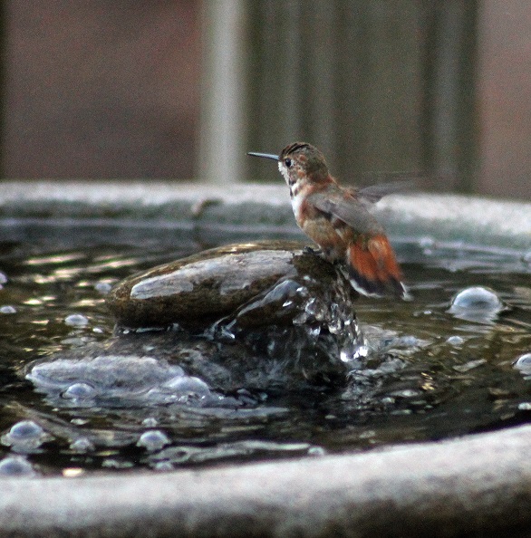 Lancaster Co Rufous bathing - Feb 18th - photo by Ruth Witmer