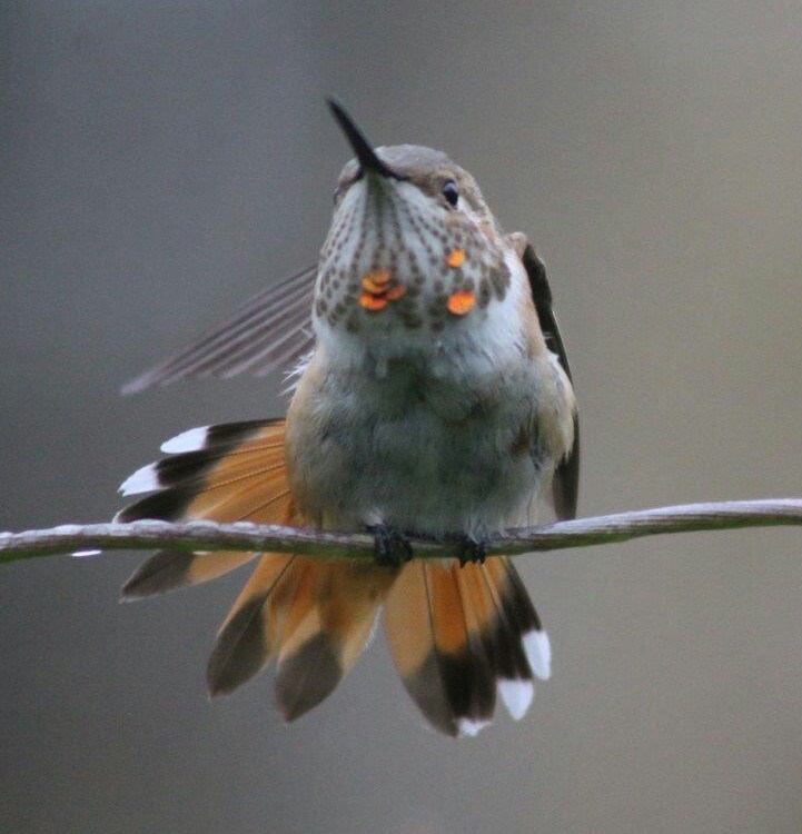 Lancaster Co Rufous spreadtail - Dec - photo by Ruth Witmer
