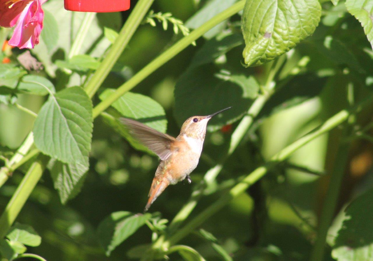 Lancaster Co Rufous flying - photo by Ruth Witmer
