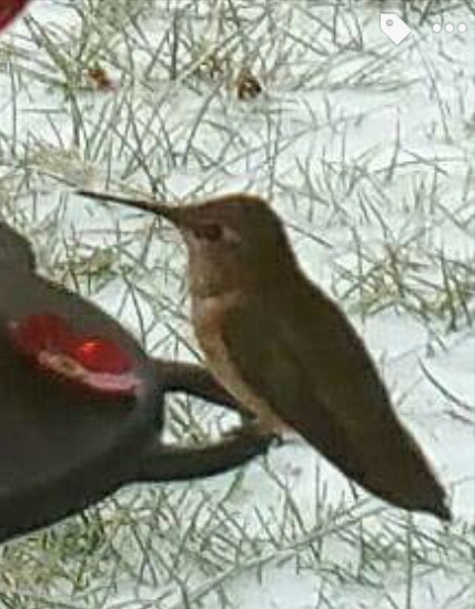 Frederick Co Rufous on feeder - photo by StormSimms