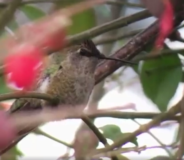 York Co Anna's perched - vidcap from video by Ted Nichols II