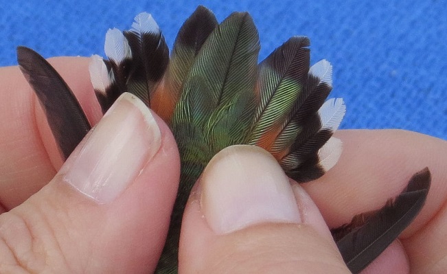 Montgo Co banded Rufous spreadtail banding photo by Denise Angle