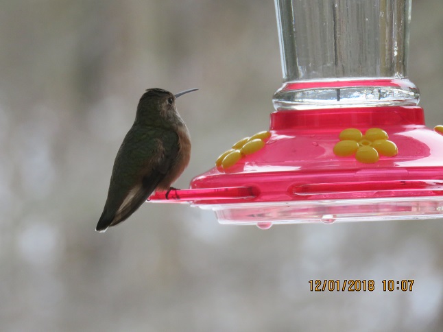 Erie Co unbanded Rufous on feeder 12/1/18 - photo by SB