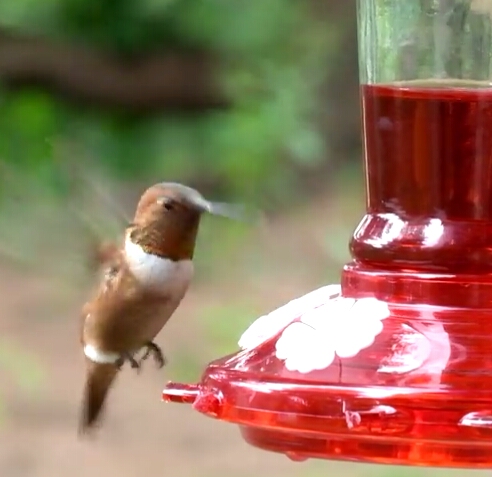 Berks Co unbanded Rufous near feeder - vidcap from video by Gabe Bankes