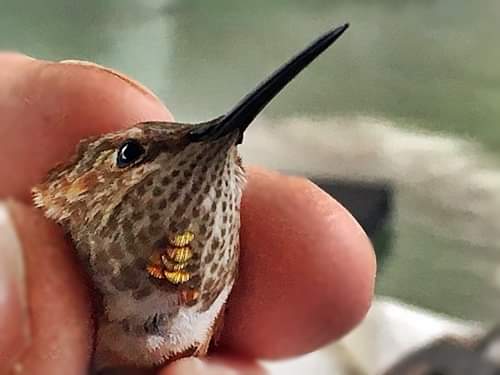 Allegheny Co - Monroeville Rufous in-hand - photo by Bob M