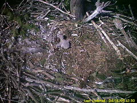 Hatchling Bald Eagle from Mass eagle nest in Connecticut River on 4/16/05 at 1 week of age.